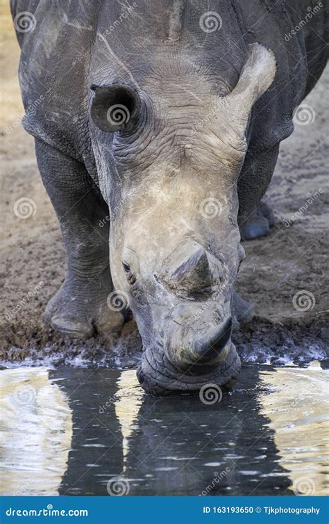 Rhinoceros Rhino, Up Close, Drinking Water Stock Photo - Image of ...