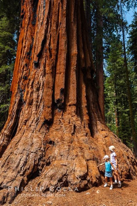 Giant sequoia tree, Sequoiadendron giganteum photo, Giant Forest ...