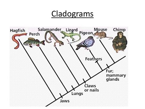 Cladogram | Definition, Types & Examples