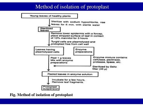 Protoplast fusion