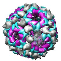 Visualization of Virus Capsids