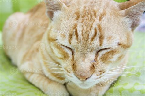 ginger cat sleep 7137876 Stock Photo at Vecteezy