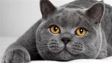 British Shorthair cat | DinoAnimals.com