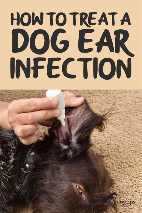 How To Treat A Dog's Ear Infection When You Can't See A Vet PetHelpful ...