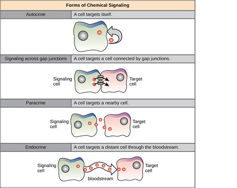 Signaling Molecules and Cellular Receptors | OpenStax Biology 2e