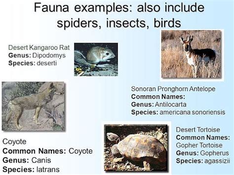 Flora and Fauna: Examples, Importance, Classification