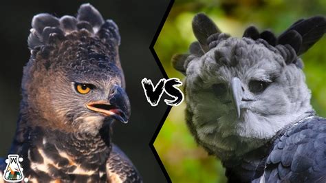 CROWNED EAGLE VS HARPY EAGLE - Which is The Strongest? - YouTube