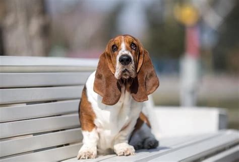 300+ Popular Basset Hound Names (Unique, Cool, Male & Female) | My Pet ...