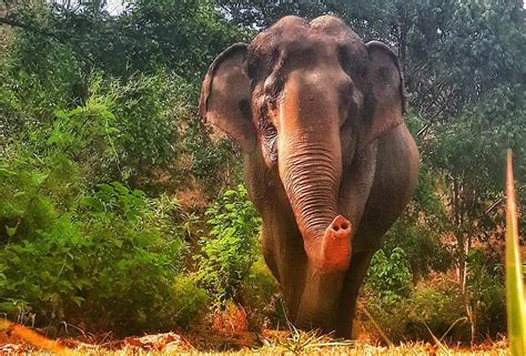 8 Amazing & Endangered Animals You Can See in Thailand