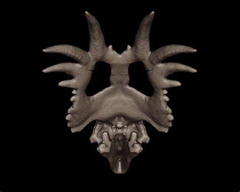 Styracosaurus Skull on Behance