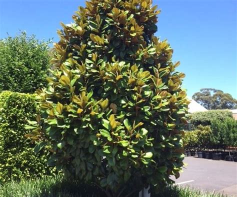 Fast Growing Shade Trees Australia: 5 Varieties To Grow | Fast growing ...