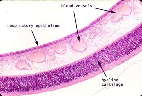 Histology at SIU