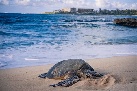 Do Turtles Drink Water? Discover the Aquatic Habits of These ...