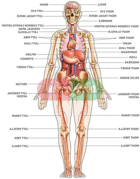 Organs In Body Diagram Female