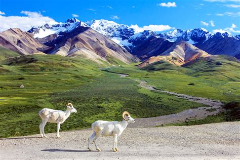 Denali National Park, Alaska - World Tribune