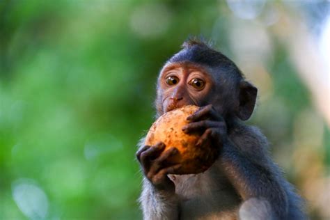 60% of primate species now threatened with extinction, says major new study