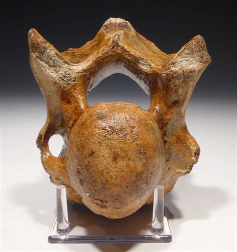 WOOLLY RHINO FOSSIL VERTEBRA RHINOCEROS FOSSILS BONES