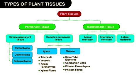 Understanding The Plant Tissue System - Testbook