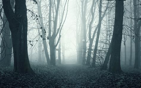 Foggy Woods Wallpapers - Wallpaper Cave