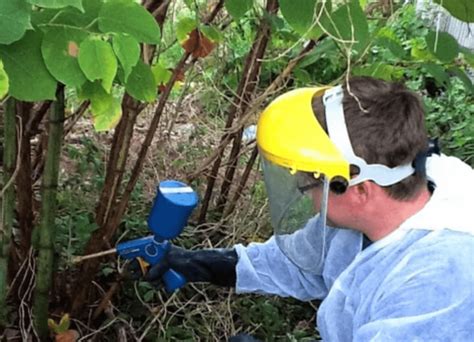 Residential Japanese Knotweed Treatment and Removal