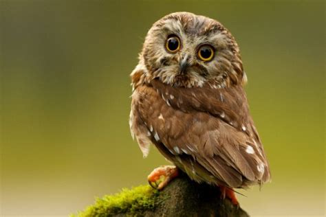 Elf Owl Facts, Habitat, Diet, Life Cycle, Baby, Pictures