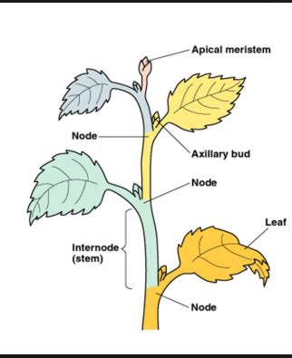 Which bud is responsible for the vertical growth of the stem?