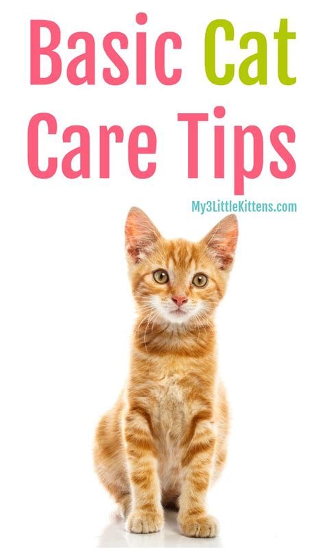 Important Basic Cat Care Tips - My 3 Little Kittens | Cat care tips ...