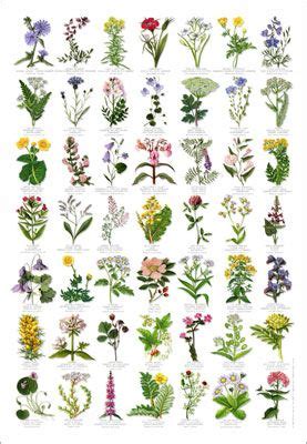 72 best images about Forest plants: Identification on Pinterest | Ferns ...