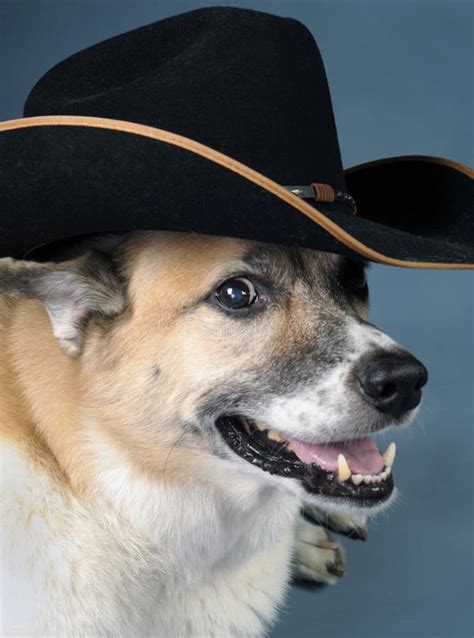 259 Dog Wearing Cowboy Hat Stock Photos - Free & Royalty-Free Stock ...