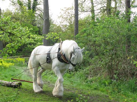 shire horse, huge! | Horses, Shire horse, Rare horse breeds