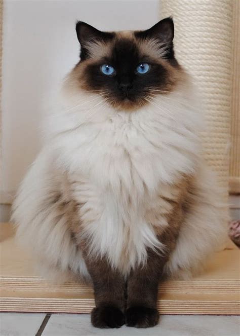 Fluffiest siamese cat ever! #fluffycat #siamesecat #siamesekitty # ...