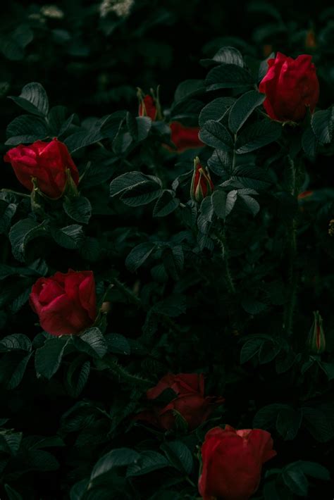 Red Rose Vintage Wallpapers - Top Free Red Rose Vintage Backgrounds ...