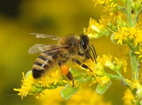 Beautiful Honey Bee with Orange Pollen Sacs on It's Rear L… | Flickr