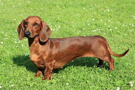 When Are Dachshunds Full Grown? - I Love Dachshunds