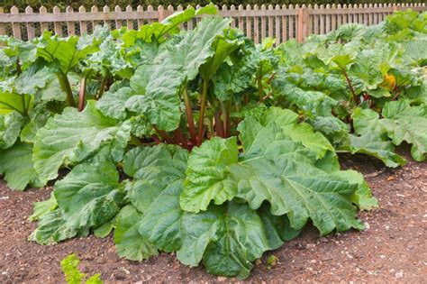 Rhubarb Care: Best Practices for Best Crop - Garden.eco