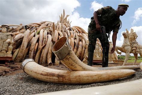 Kenya to burn more than 100 tons of elephant tusks, ivory - CBS News