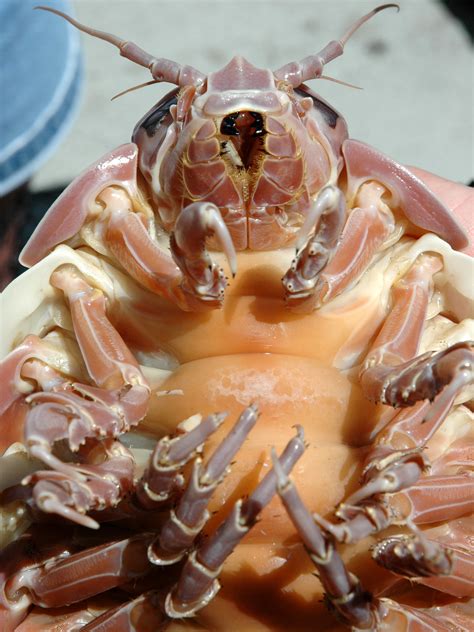 Underwater Hunger Artist: Giant Isopod Fasts For 4 Years | NCPR News