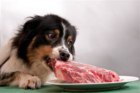 Raw Meat Healthy Dog - Dogs and Cats Pet Care and Advice plus Wild Animals.