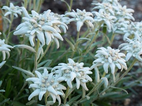 Edelweiss! Find out all about this Legendary Alpine Flower