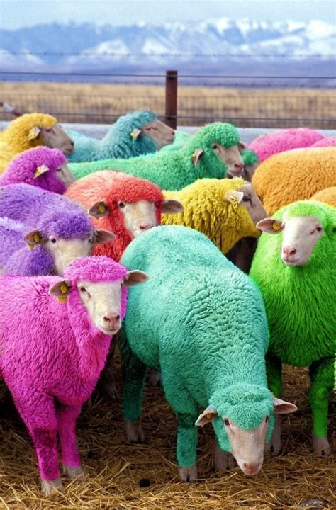 Freshly dyed sheep run in view of the highway near Bathgate, Scotland ...