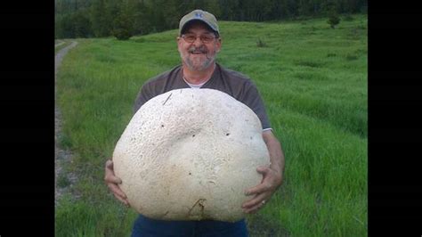 The Mycelium Connection: Giant Puffball Puff Piece