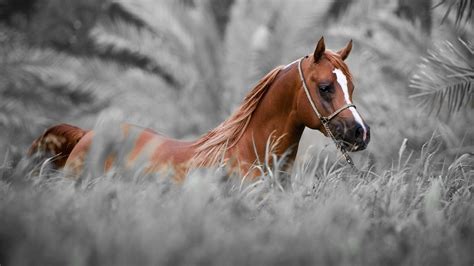 Horse Wallpaper For Windows - Arabian Horse Wallpaper 4k (#140176) - HD ...