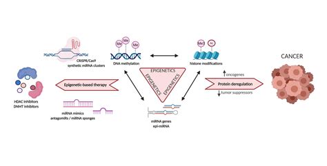 Cancers | Free Full-Text | Epigenetic Regulation of MicroRNA Clusters ...