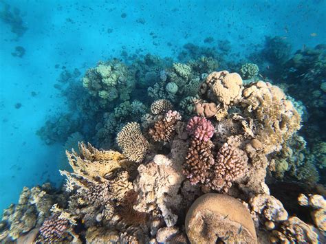 Snorkeling in Eilat's Coral Reef, Red Sea | Coral reef, Eilat, Red sea