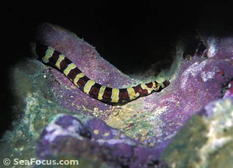 Pipefish and ghost pipefish – image gallery | marine species ...