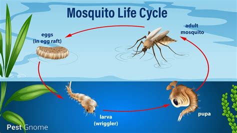 Mosquito Larvae in Your Pool? Here's How to Get Rid of It