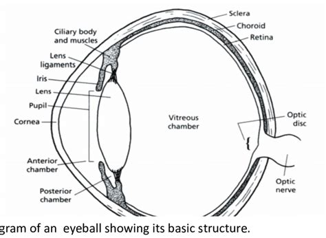 Medial Canthus Eye Anatomy