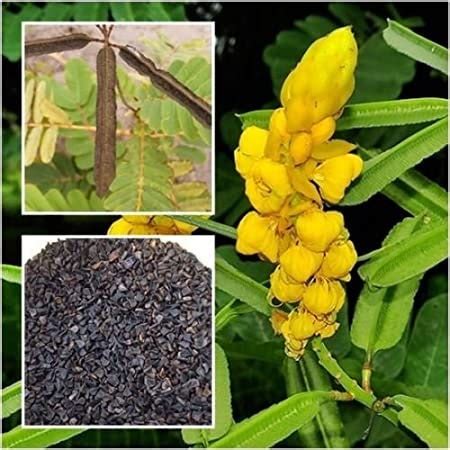 20 Freshly Harvested Senna Alata Seeds No International Shipping - Etsy