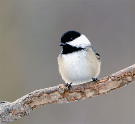 Black-capped Chickadee - Door County Pulse