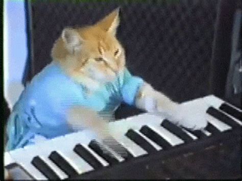 Piano Cat Meme Gif